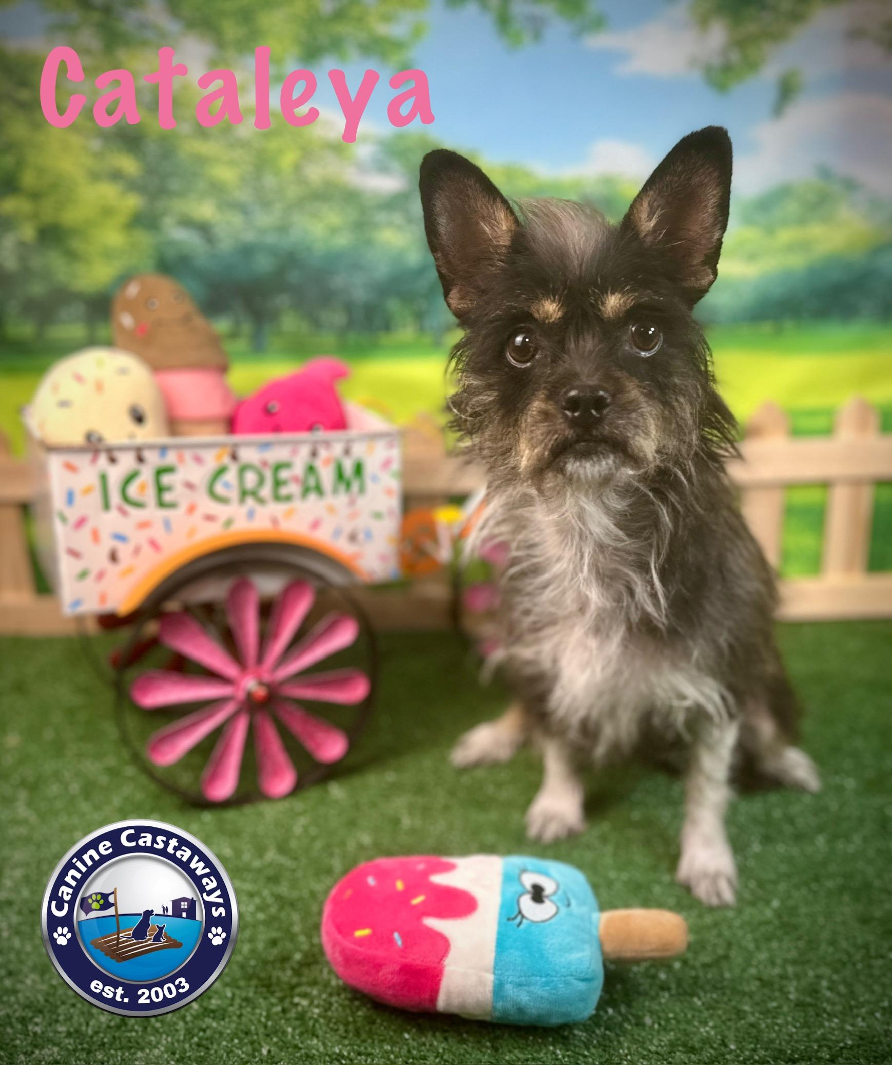 Cataleya, a Adoptable mixed breed in Arcadia, FL image 6/6