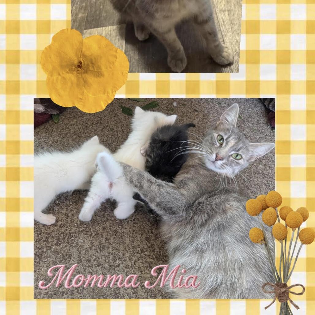 Enlarge Momma Mia, a Adoptable Domestic Short Hair in Orangevale, CA image 1/3