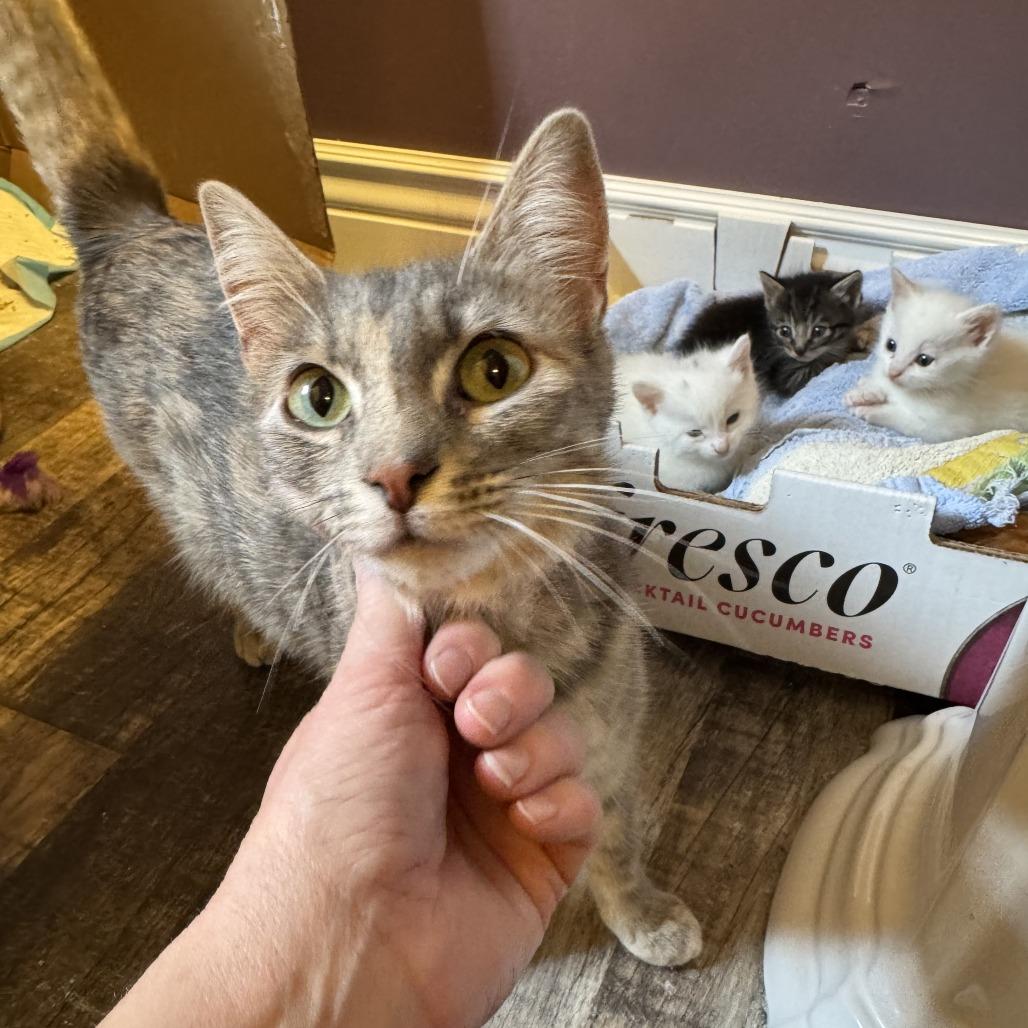 Enlarge Momma Mia, a Adoptable Domestic Short Hair in Orangevale, CA image 2/3