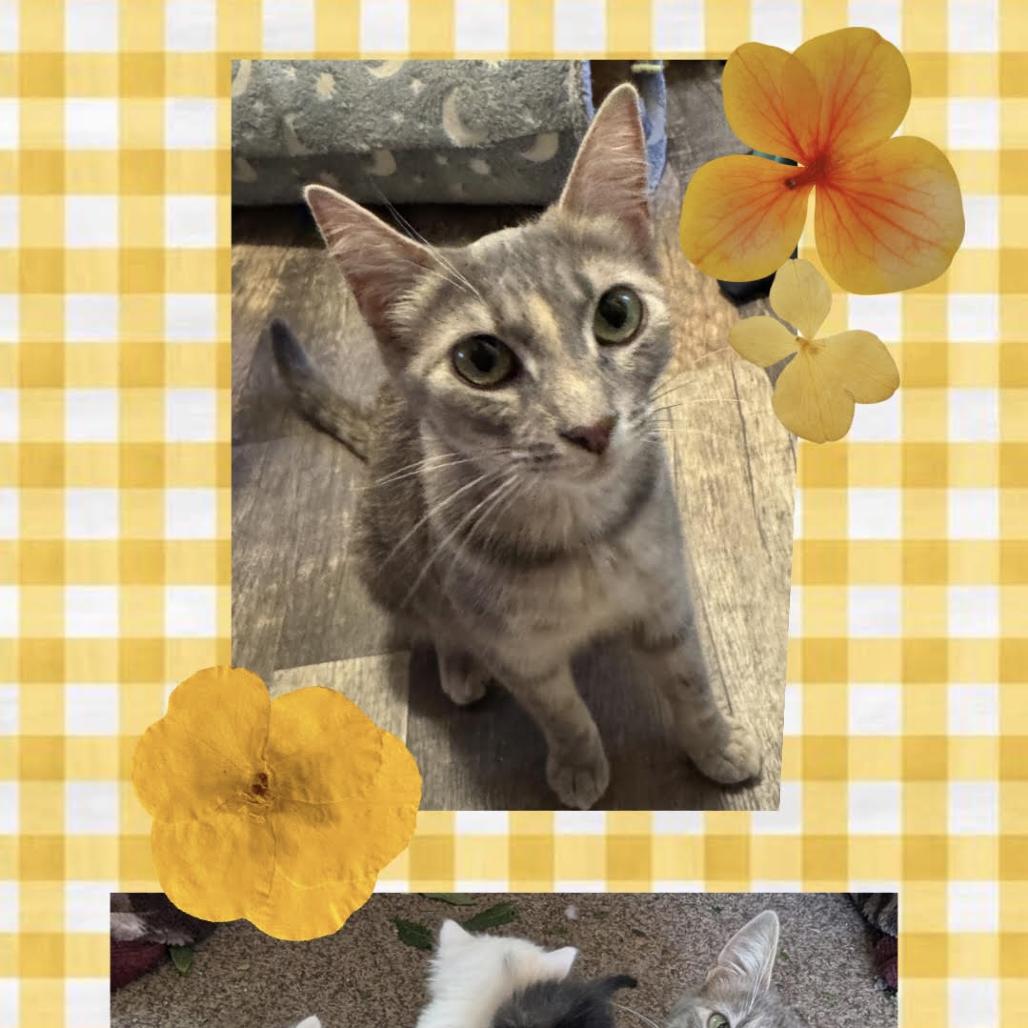 Enlarge Momma Mia, a Adoptable Domestic Short Hair in Orangevale, CA image 3/3