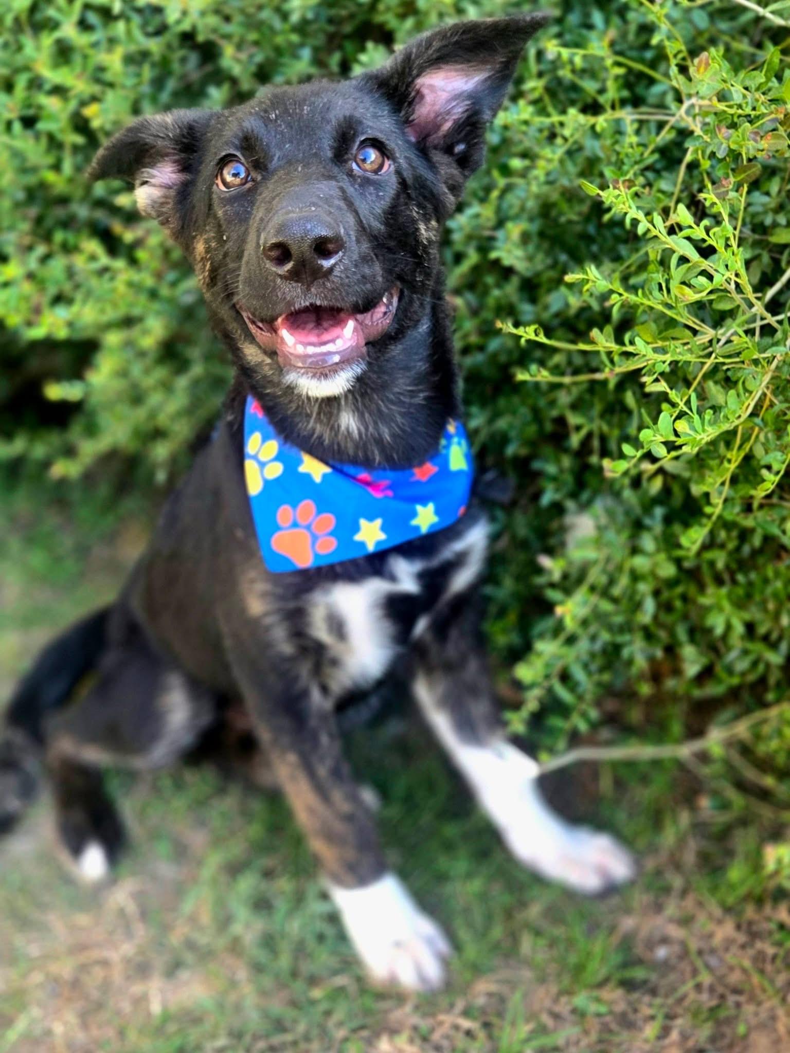Enlarge Noodle, a Adoptable mixed breed in Mendham, NJ image 3/5