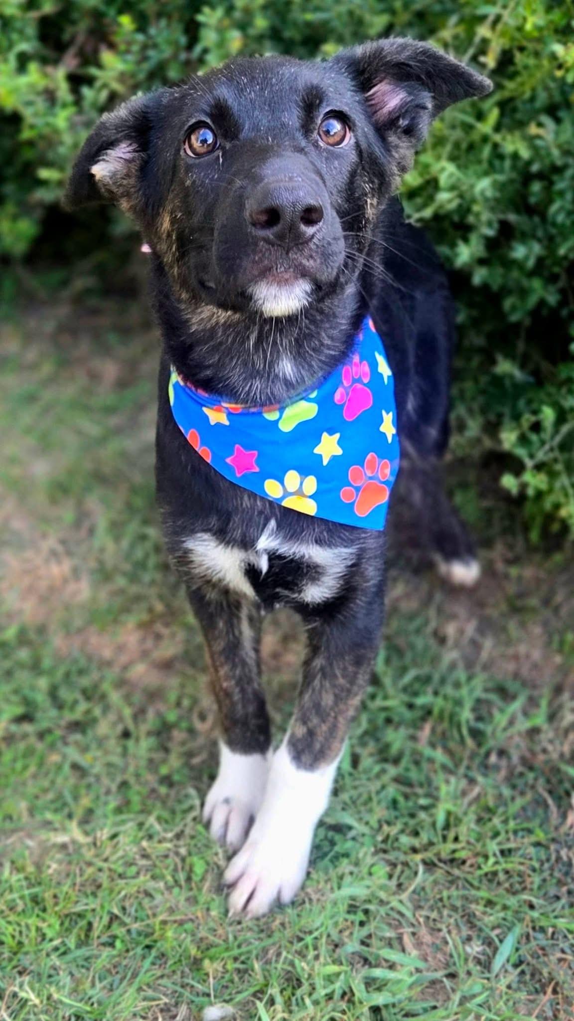 Enlarge Noodle, a Adoptable mixed breed in Mendham, NJ image 5/5