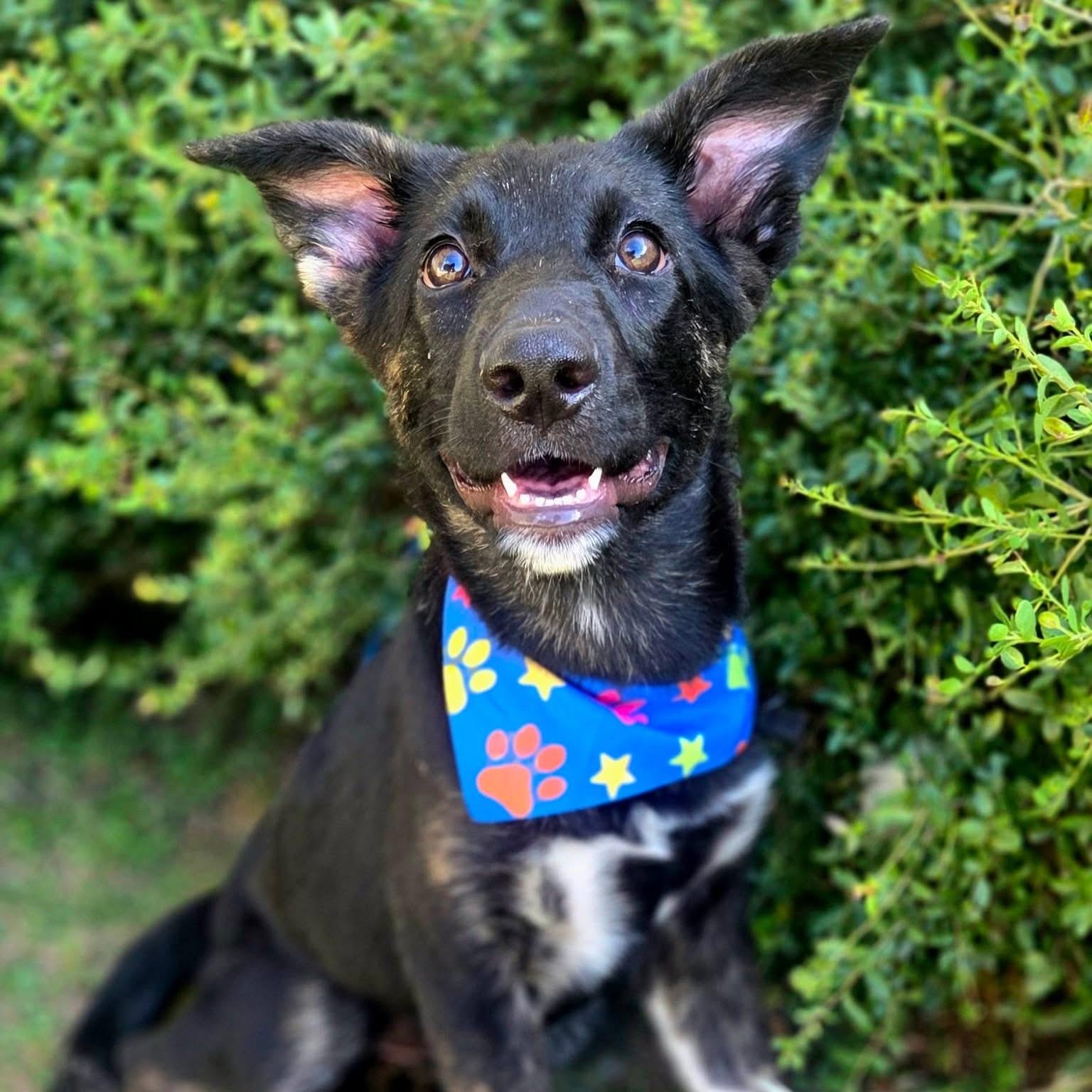 Noodle, Adoptable, Young Female Shepherd.