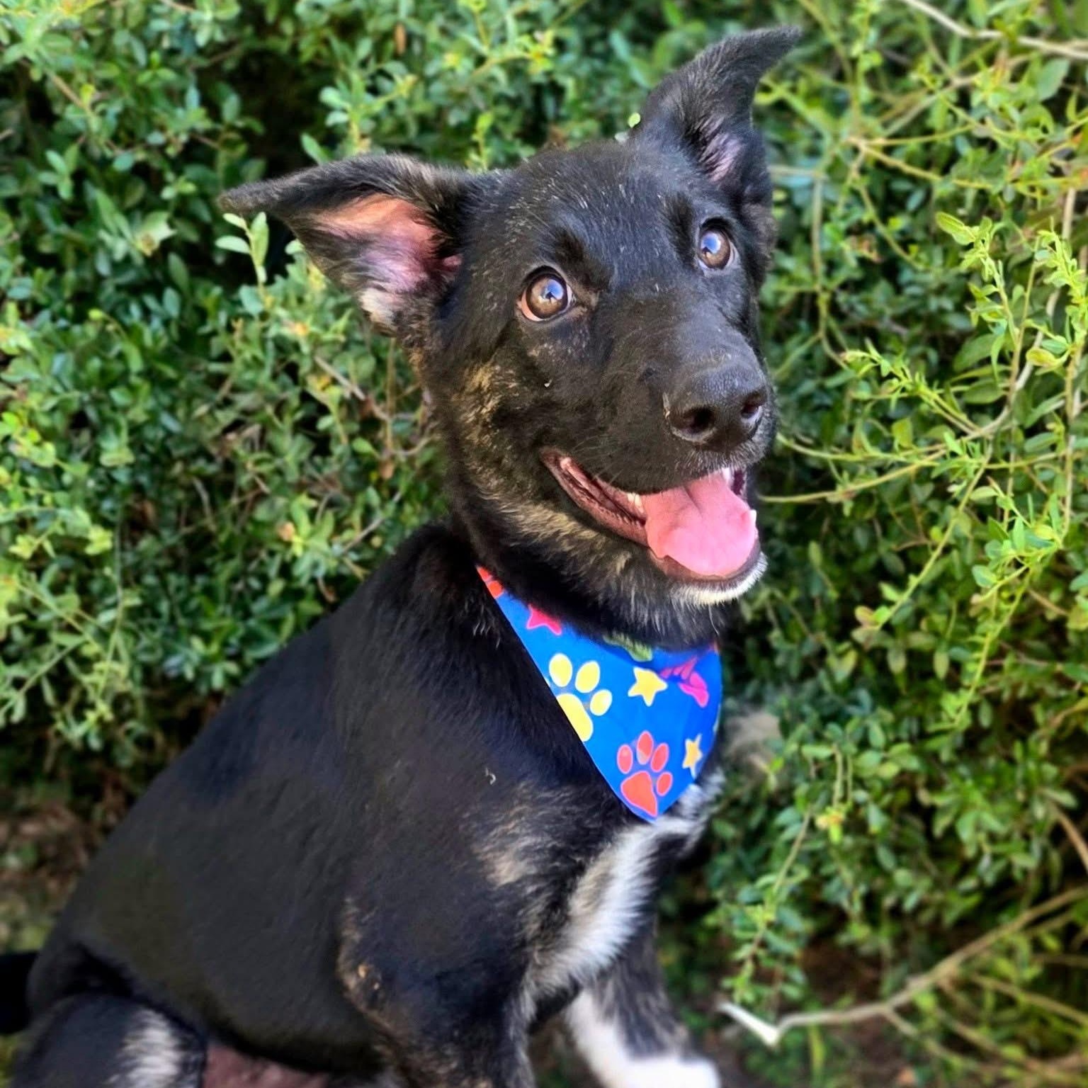 Enlarge Noodle, a Adoptable mixed breed in Mendham, NJ image 2/5