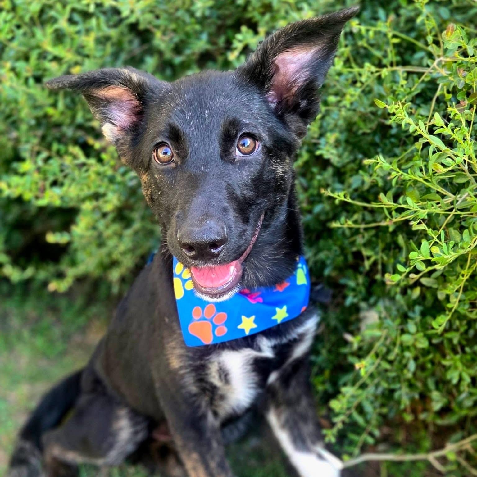 Enlarge Noodle, a Adoptable mixed breed in Mendham, NJ image 4/5