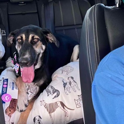 Enlarge URGENT! Daffodil- Perfect leash walker & sweet as pie!, a Adoptable mixed breed in Charlottesville, VA image 2/3