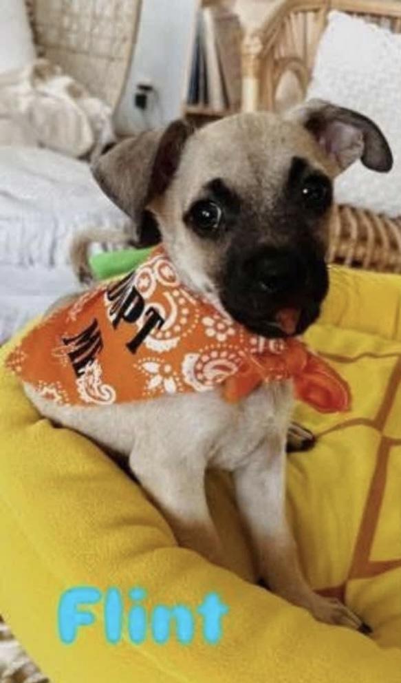 Flint, Baby Male Pug
