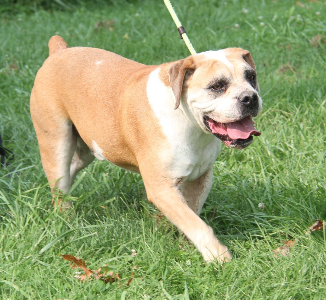 Jack (Neutered) (In Foster Care: Still Available for Adoption), Adoptable, Senior Male American Bulldog.