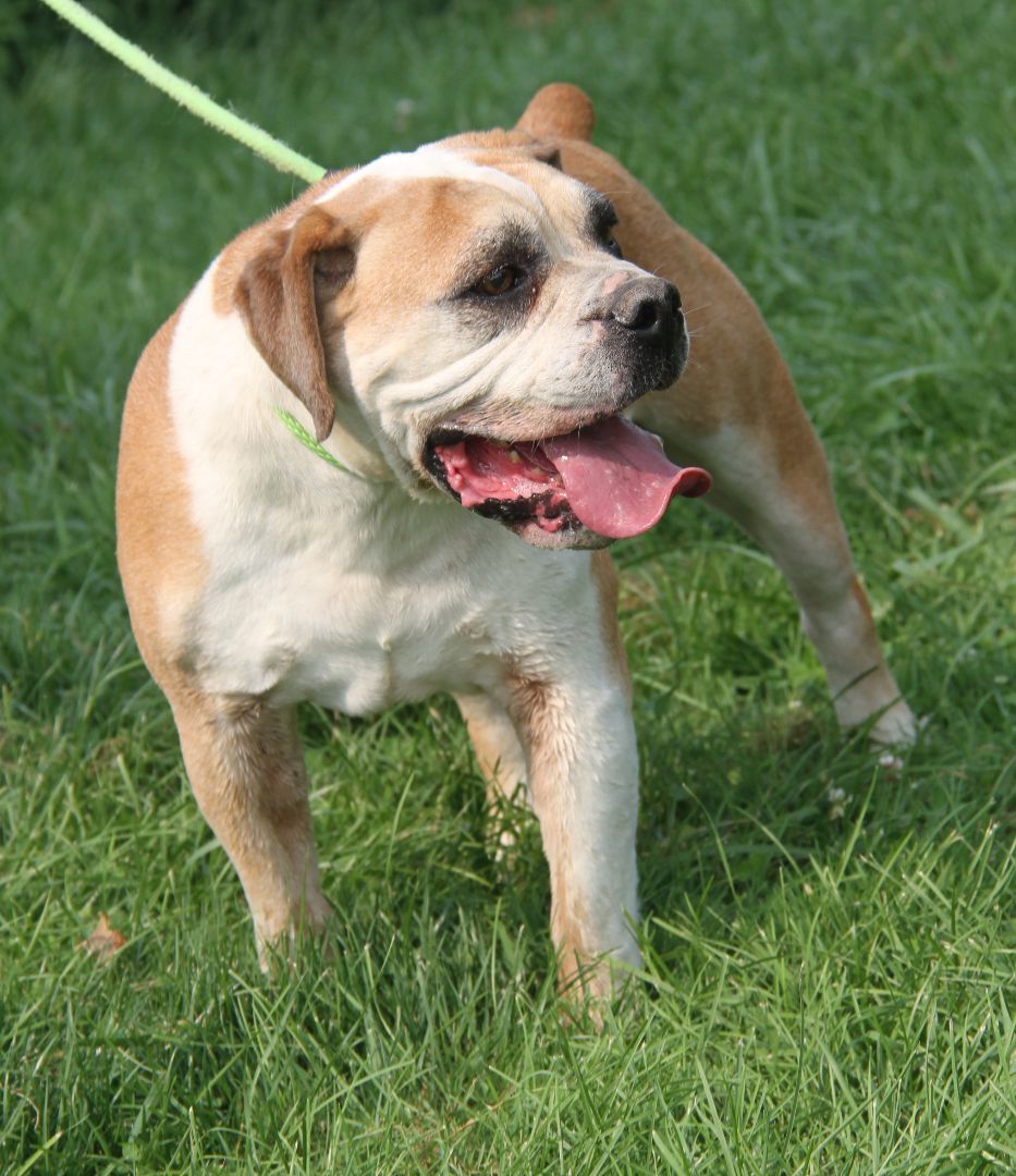 Jack (Neutered) (In Foster Care: Still Available for Adoption), an adoptable American Bulldog in Marietta, OH, 45750 | Photo Image 6