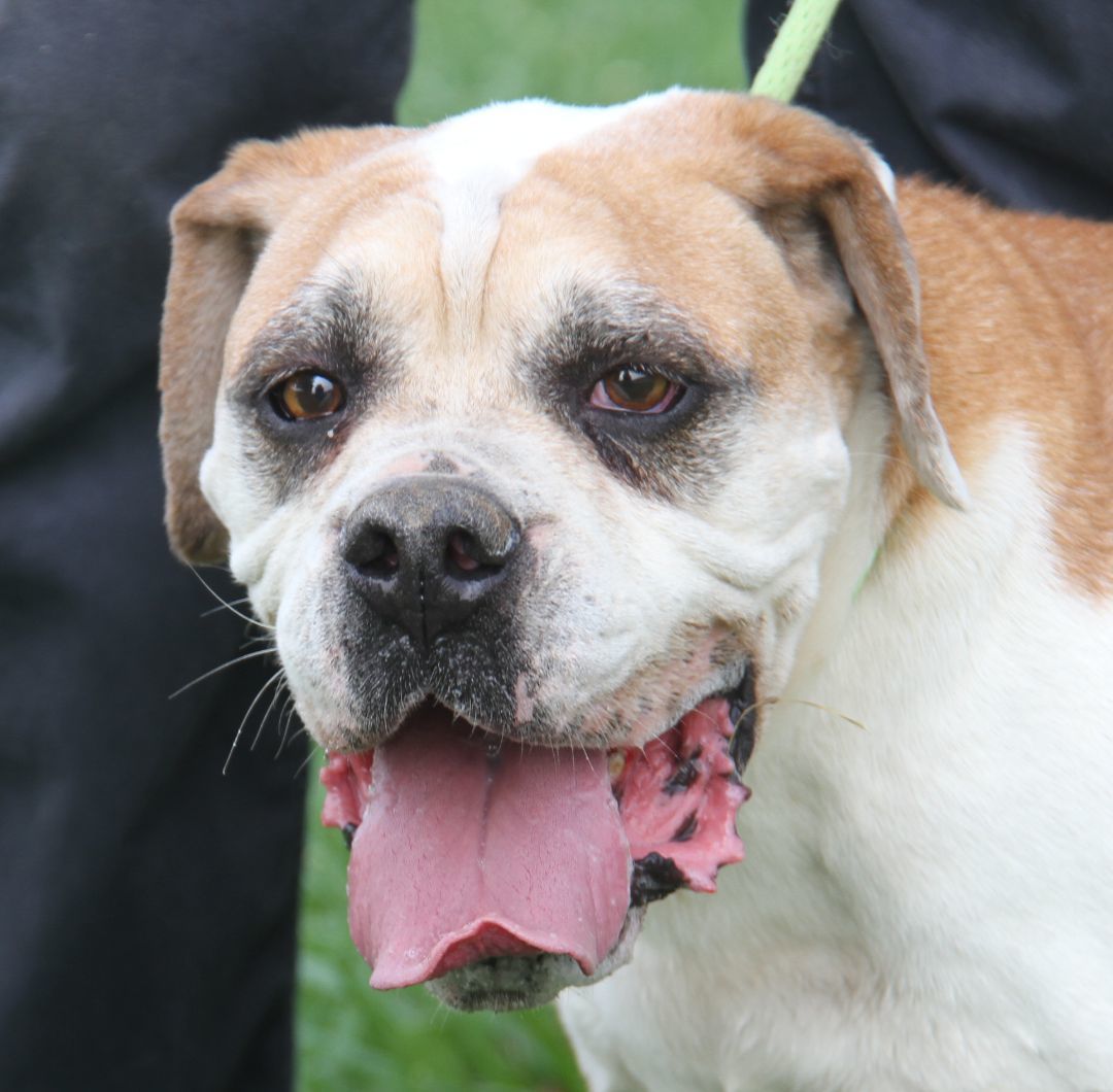 Enlarge Jack (Neutered) (In Foster Care: Still Available for Adoption), a Adoptable American Bulldog in Marietta, OH image 2/12