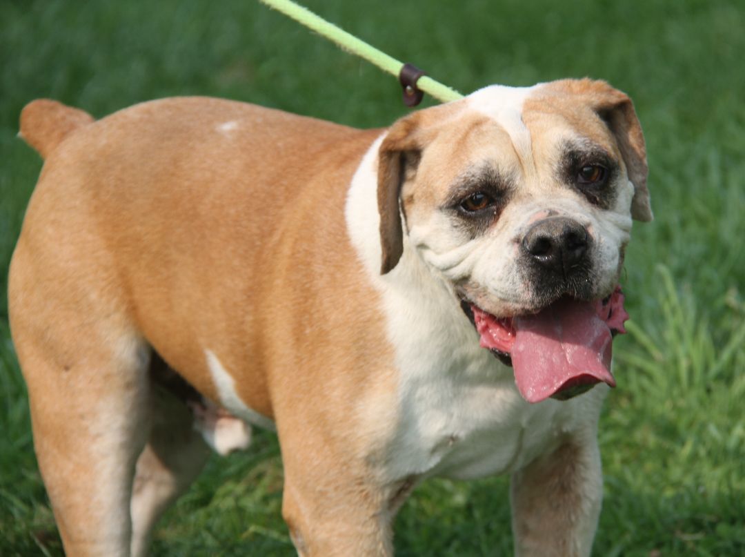 Enlarge Jack (Neutered) (In Foster Care: Still Available for Adoption), a Adoptable American Bulldog in Marietta, OH image 3/12