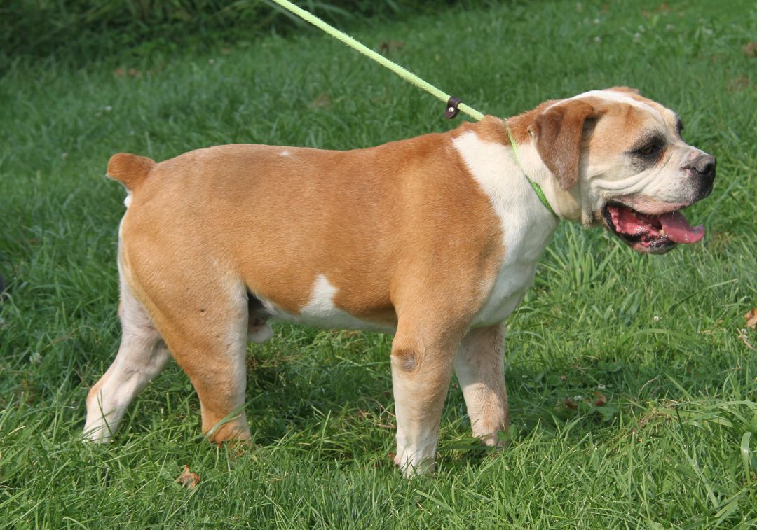 Jack (Neutered) (In Foster Care: Still Available for Adoption), an adoptable American Bulldog in Marietta, OH, 45750 | Photo Image 3