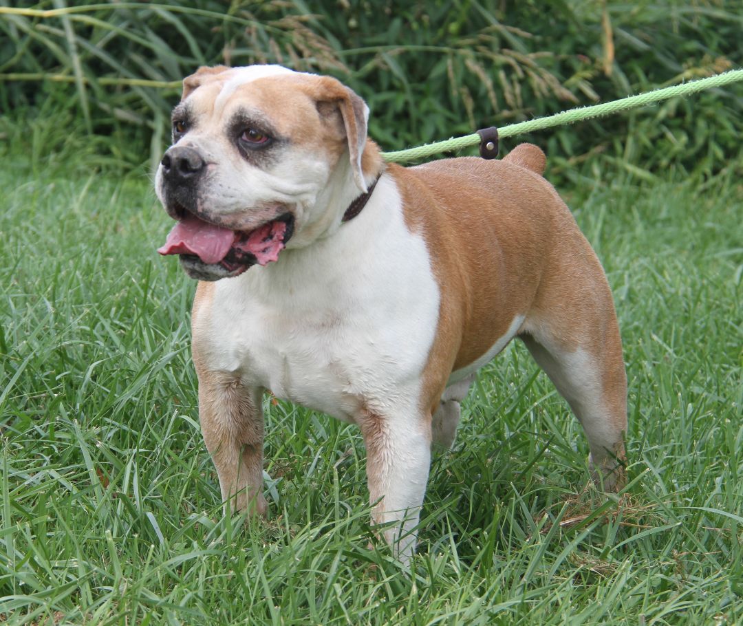 Jack (Neutered) (In Foster Care: Still Available for Adoption), an adoptable American Bulldog in Marietta, OH, 45750 | Photo Image 2