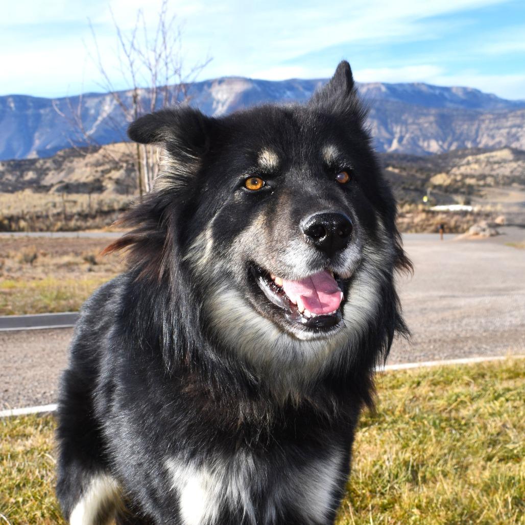 Barkley, a Adoptable mixed breed in Rifle, CO image 1/4