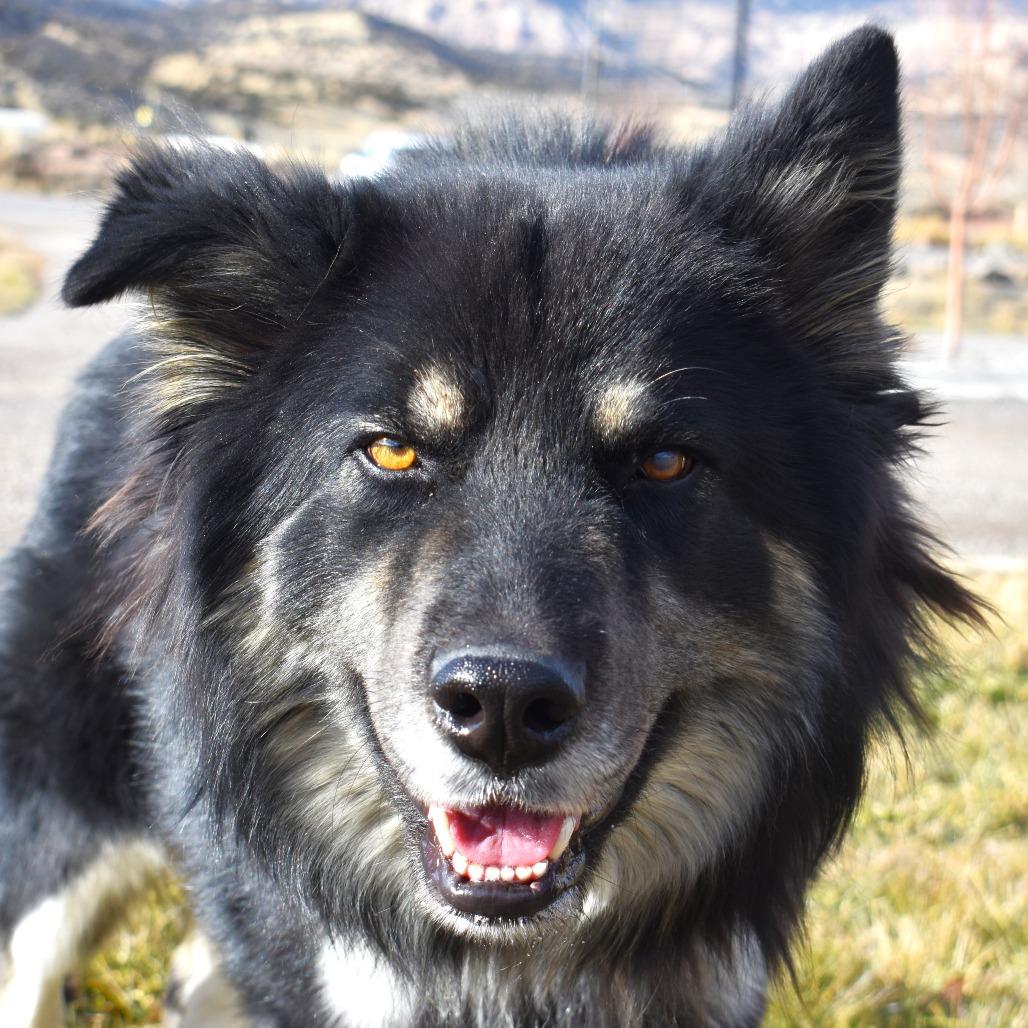 Barkley, a Adoptable mixed breed in Rifle, CO image 2/4