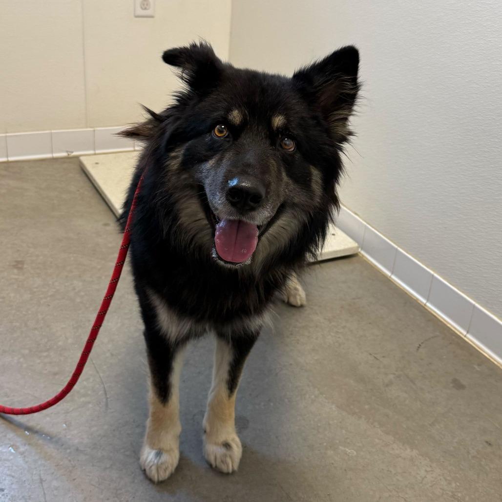 Barkley, a Adoptable mixed breed in Rifle, CO image 3/4