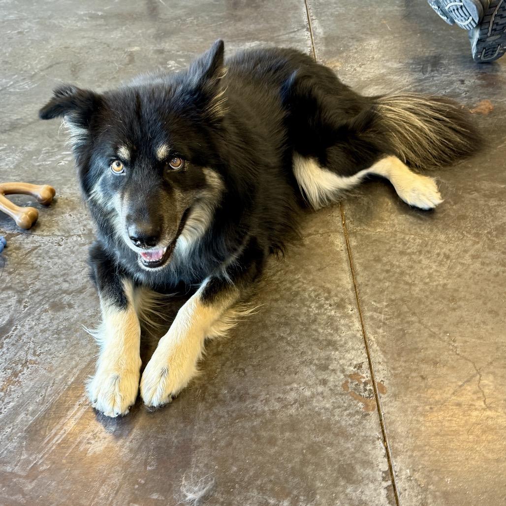 Barkley, a Adoptable mixed breed in Rifle, CO image 4/4