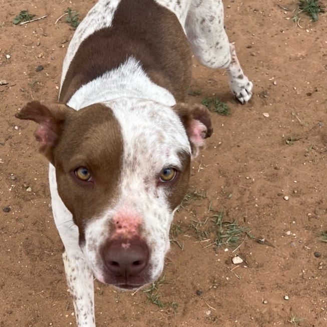 Miss Kitty, Adult Female Australian Cattle Dog / Blue Heeler