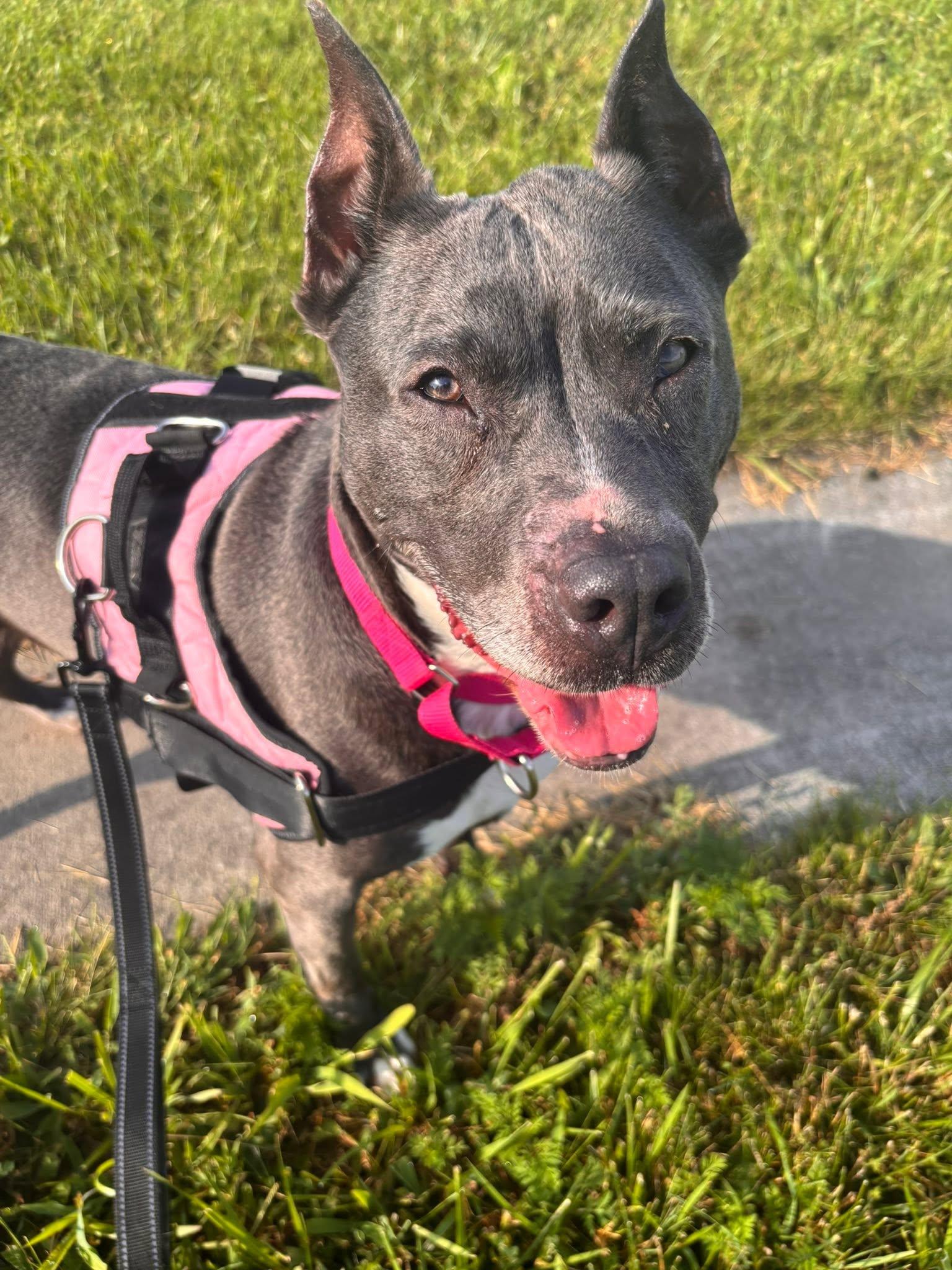 Oreo, a ADOPTABLE mixed breed in Whitestown, IN image 3/3