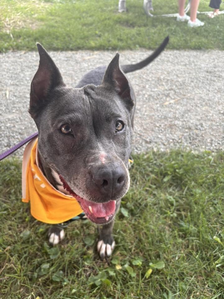 Oreo, a ADOPTABLE mixed breed in Whitestown, IN image 2/3