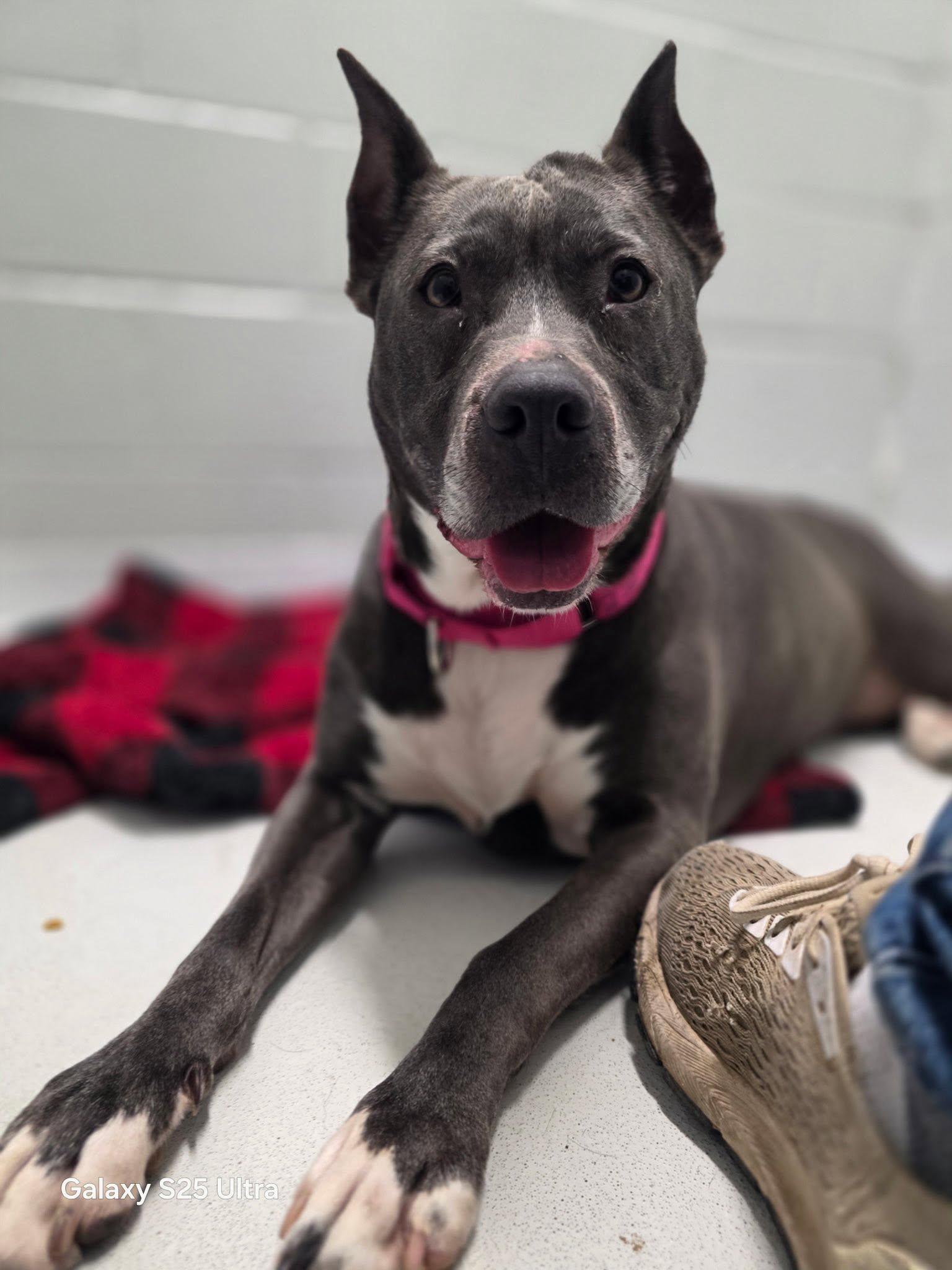 Oreo, a ADOPTABLE mixed breed in Whitestown, IN image 1/3