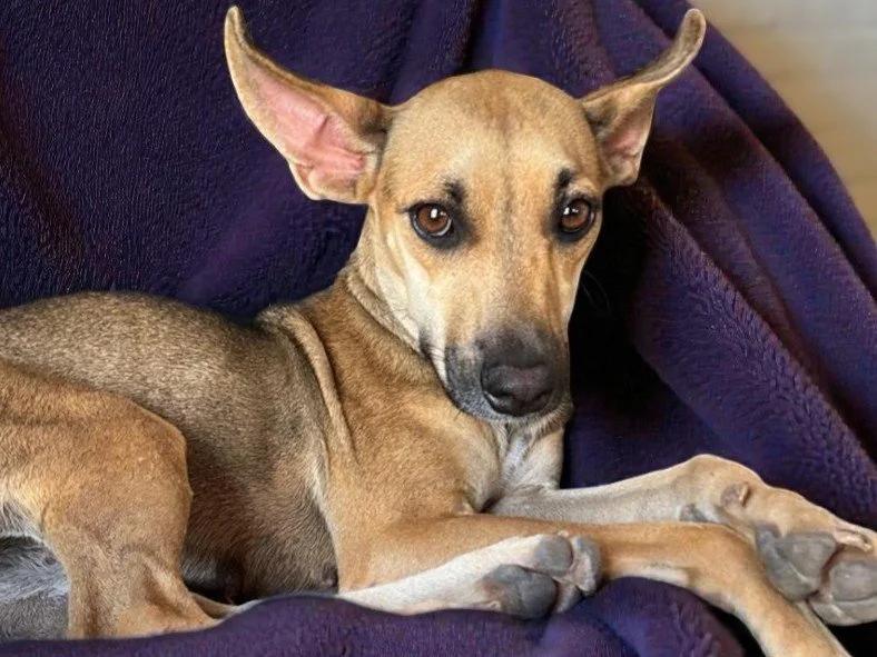 Enlarge Juliet, a Adoptable mixed breed in Sacramento, CA image 4/6