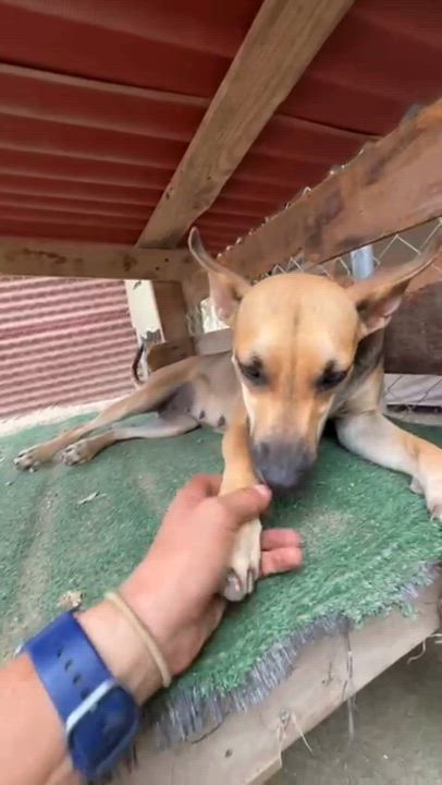 Enlarge Juliet, a Adoptable mixed breed in Sacramento, CA video 5/6
