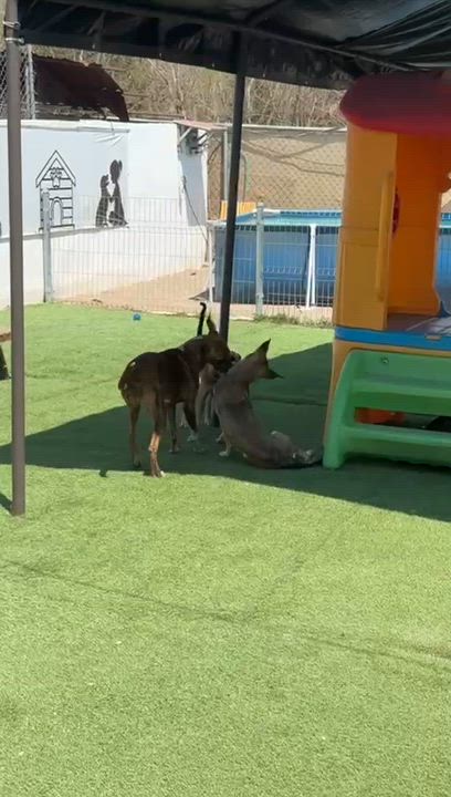 Enlarge Juliet, a Adoptable mixed breed in Sacramento, CA video 2/6