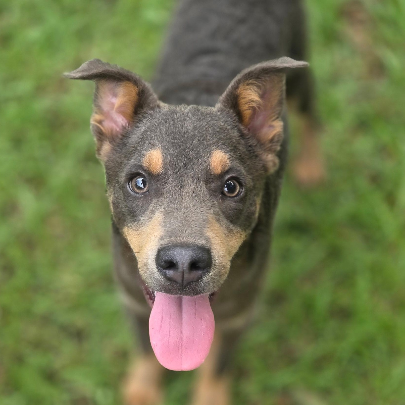 Enlarge Tate, a Adoptable mixed breed in Charlotte , NC image 4/6