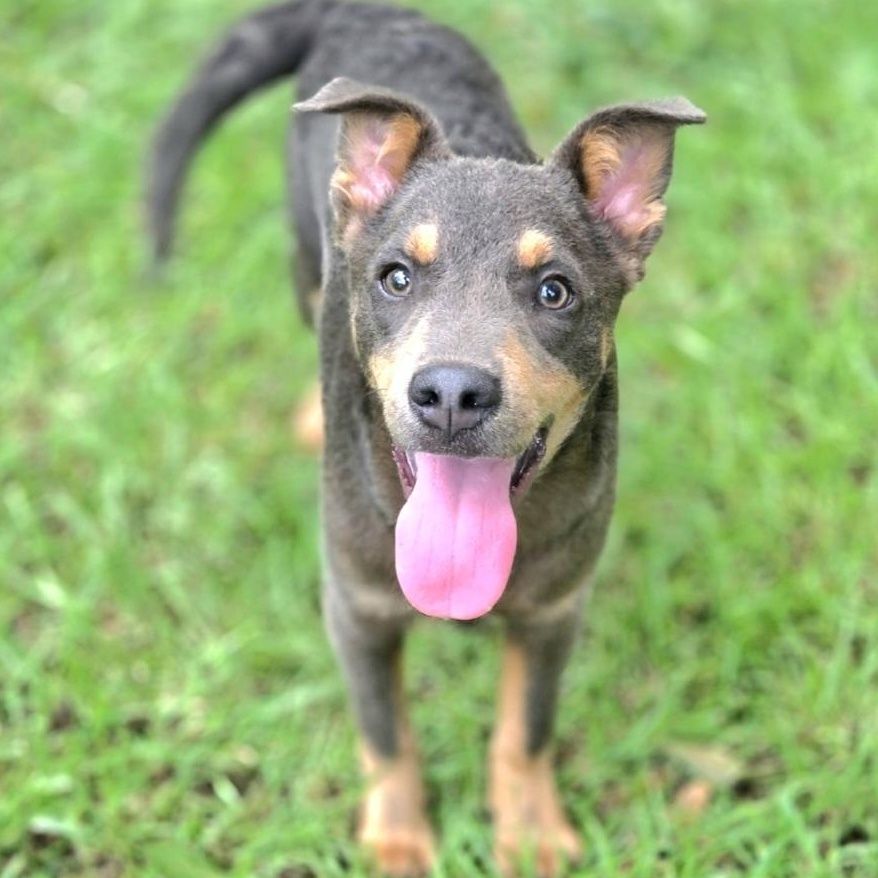 Enlarge Tate, a Adoptable mixed breed in Charlotte , NC image 2/6
