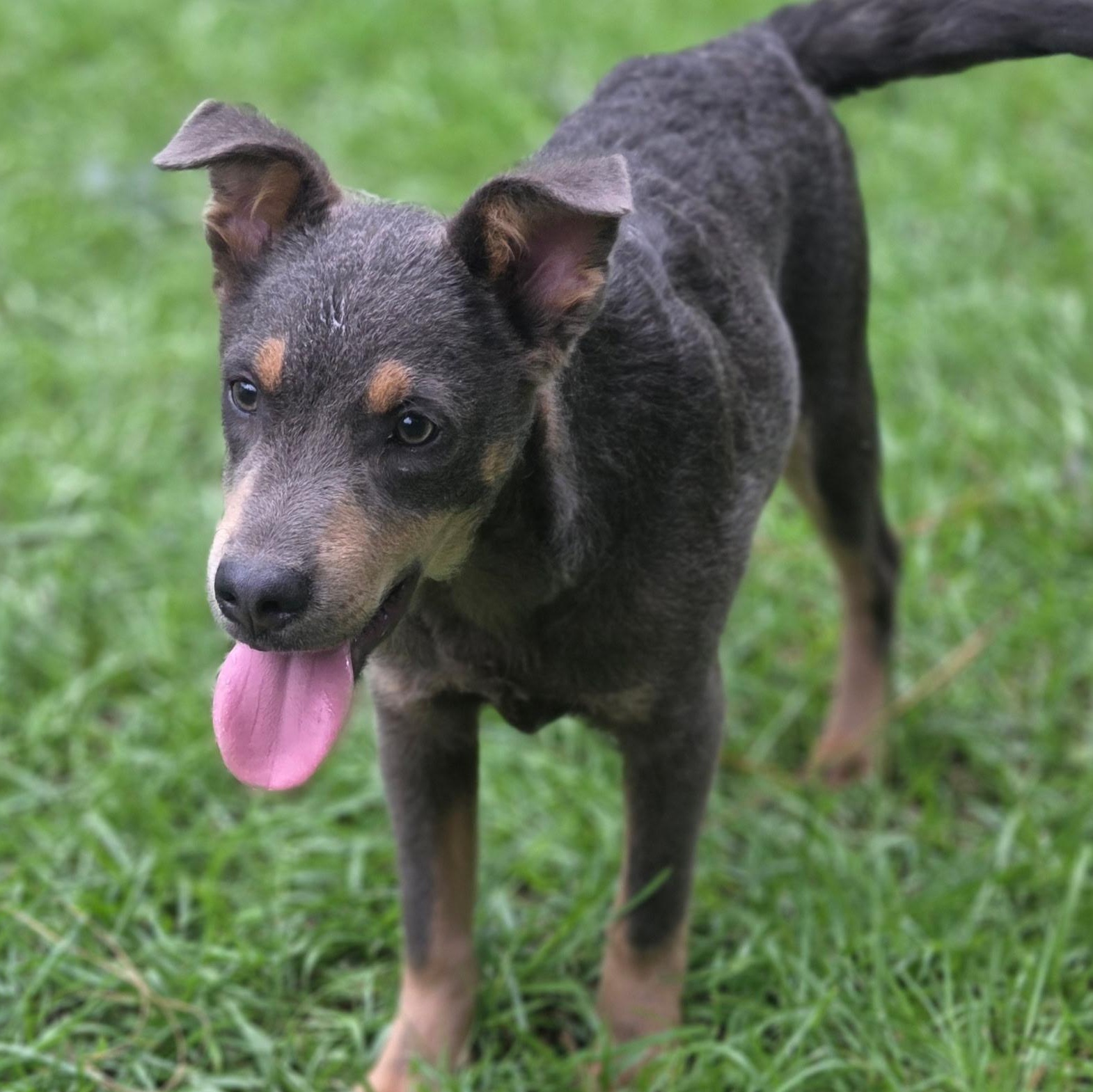 Enlarge Tate, a Adoptable mixed breed in Charlotte , NC image 3/6