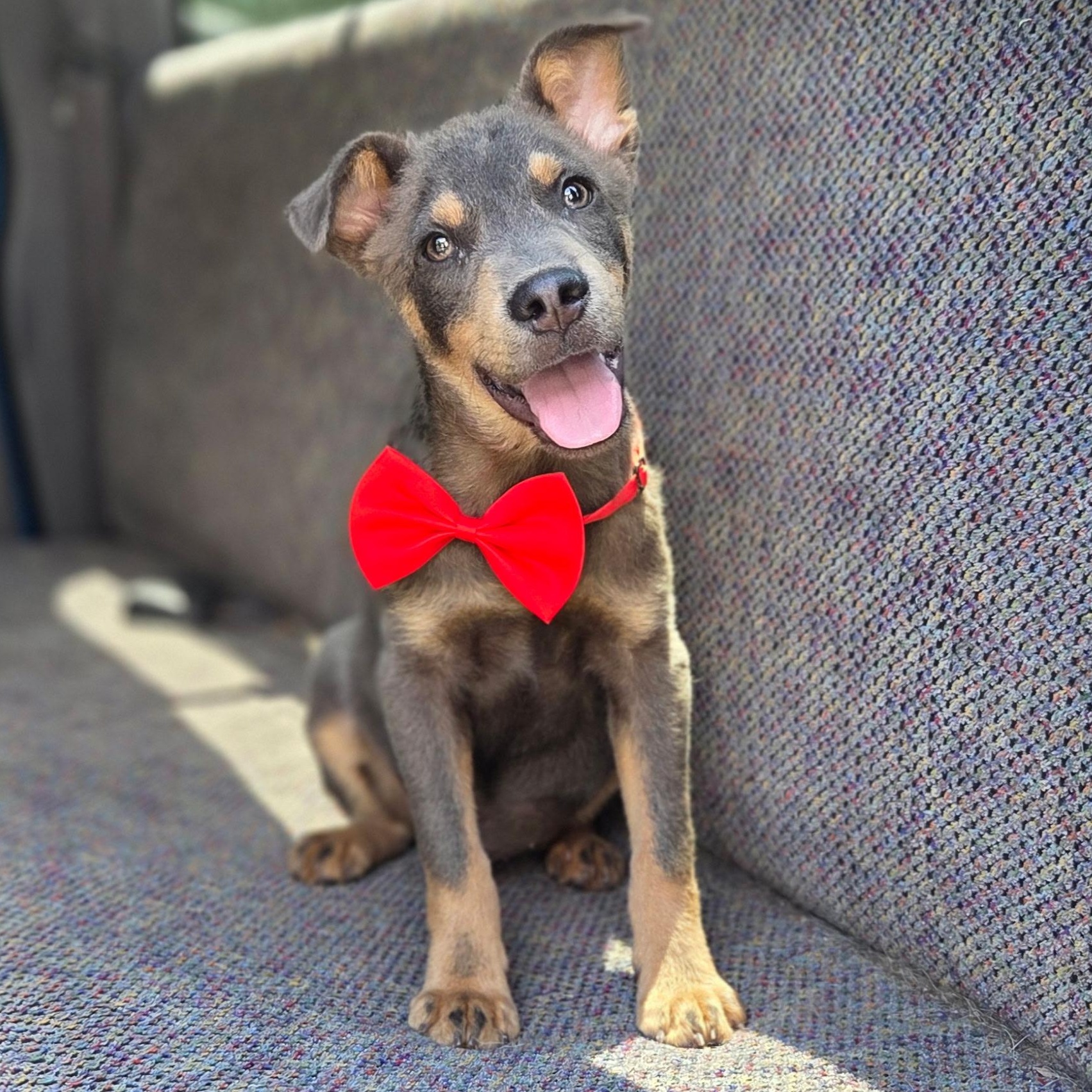Tate, Adoptable, Puppy Male Australian Kelpie & Mixed Breed.