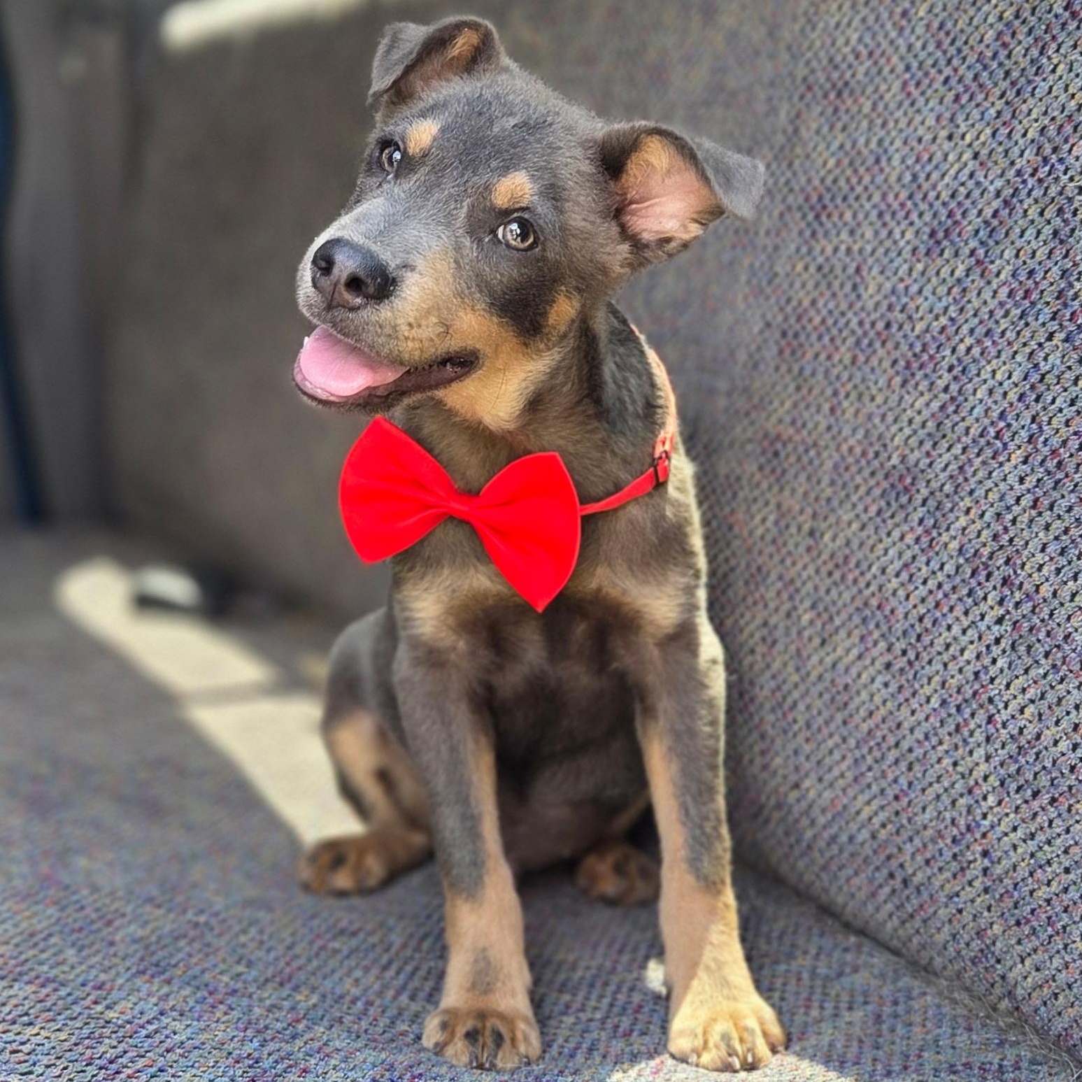 Tate, Adoptable, Puppy Male Australian Kelpie & Mixed Breed.