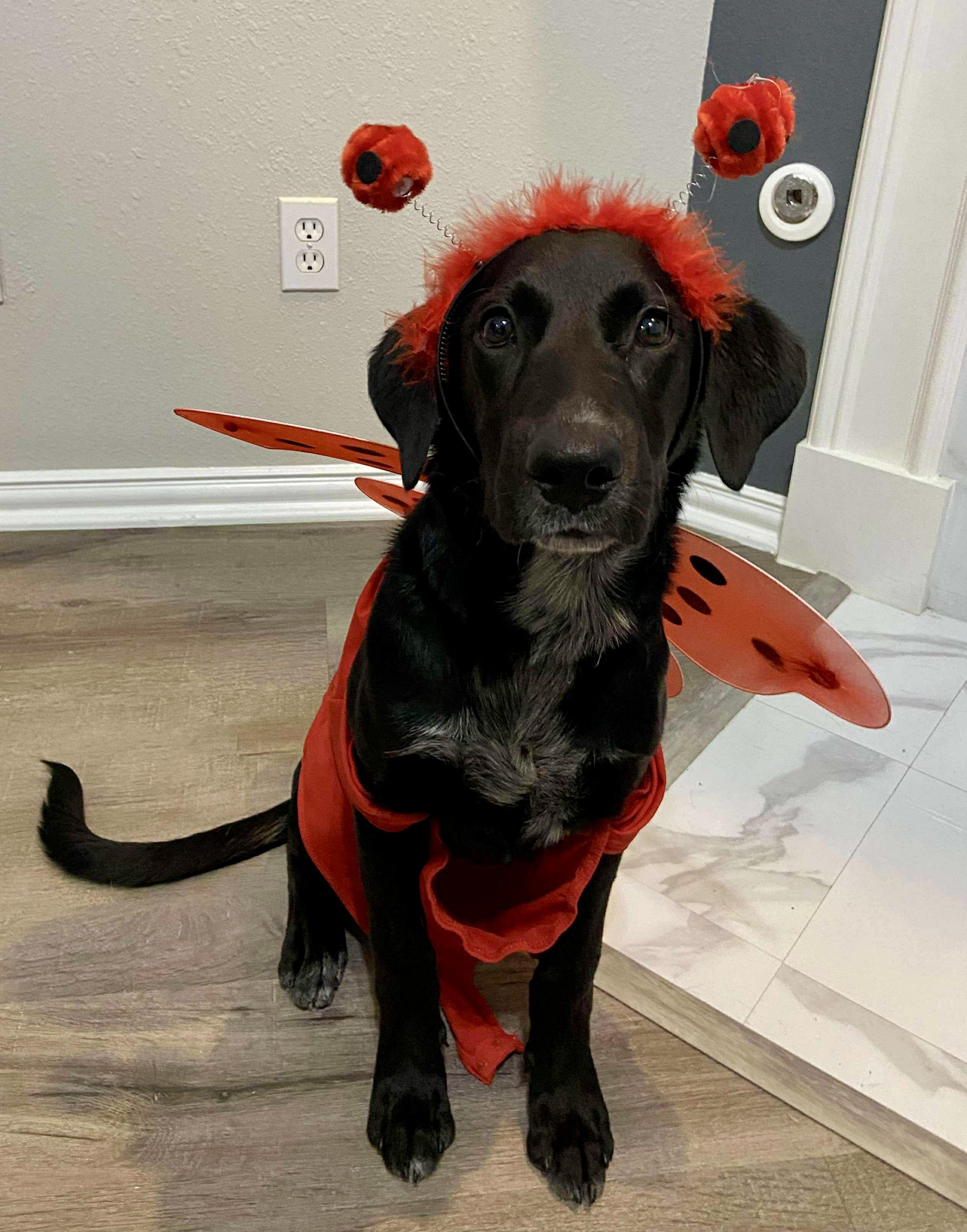 Enlarge Ray, an adoption pending mixed breed in Rye, NY image 5/6