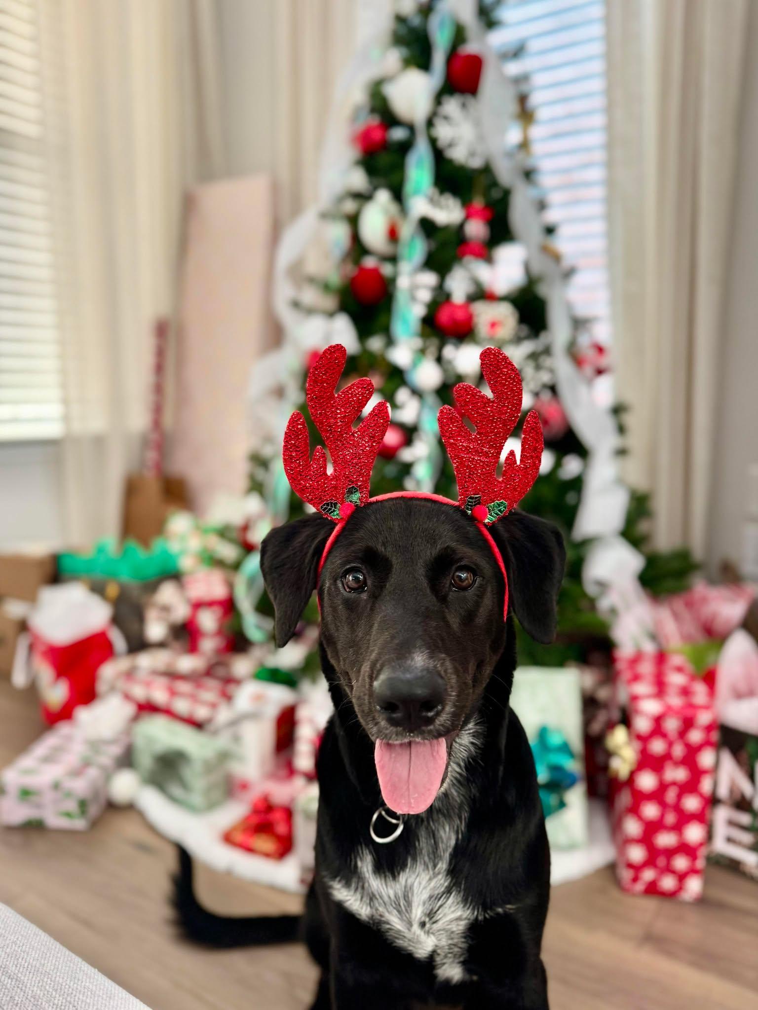 Enlarge Ray, an adoption pending mixed breed in Rye, NY image 2/6