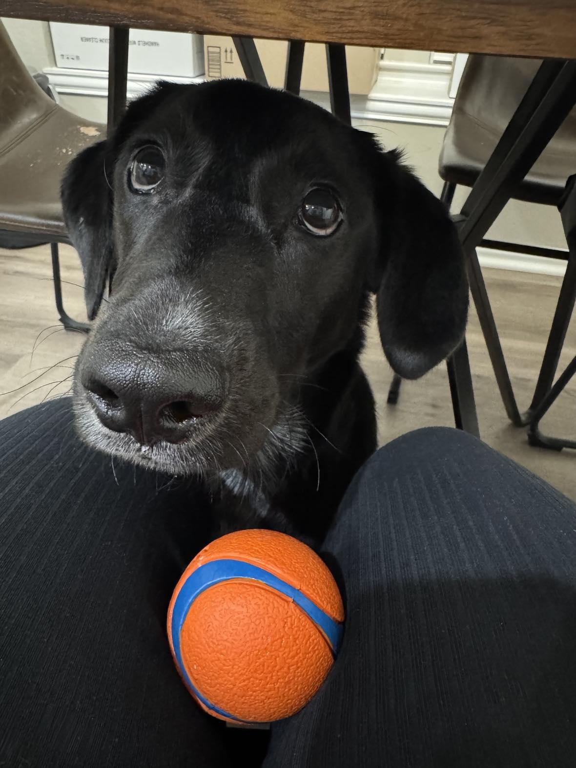 Enlarge Ray, an adoption pending mixed breed in Rye, NY image 3/6