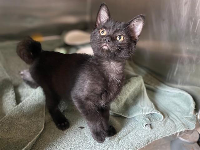 DELILAH, Adoptable, Kitten Female Domestic Short Hair.