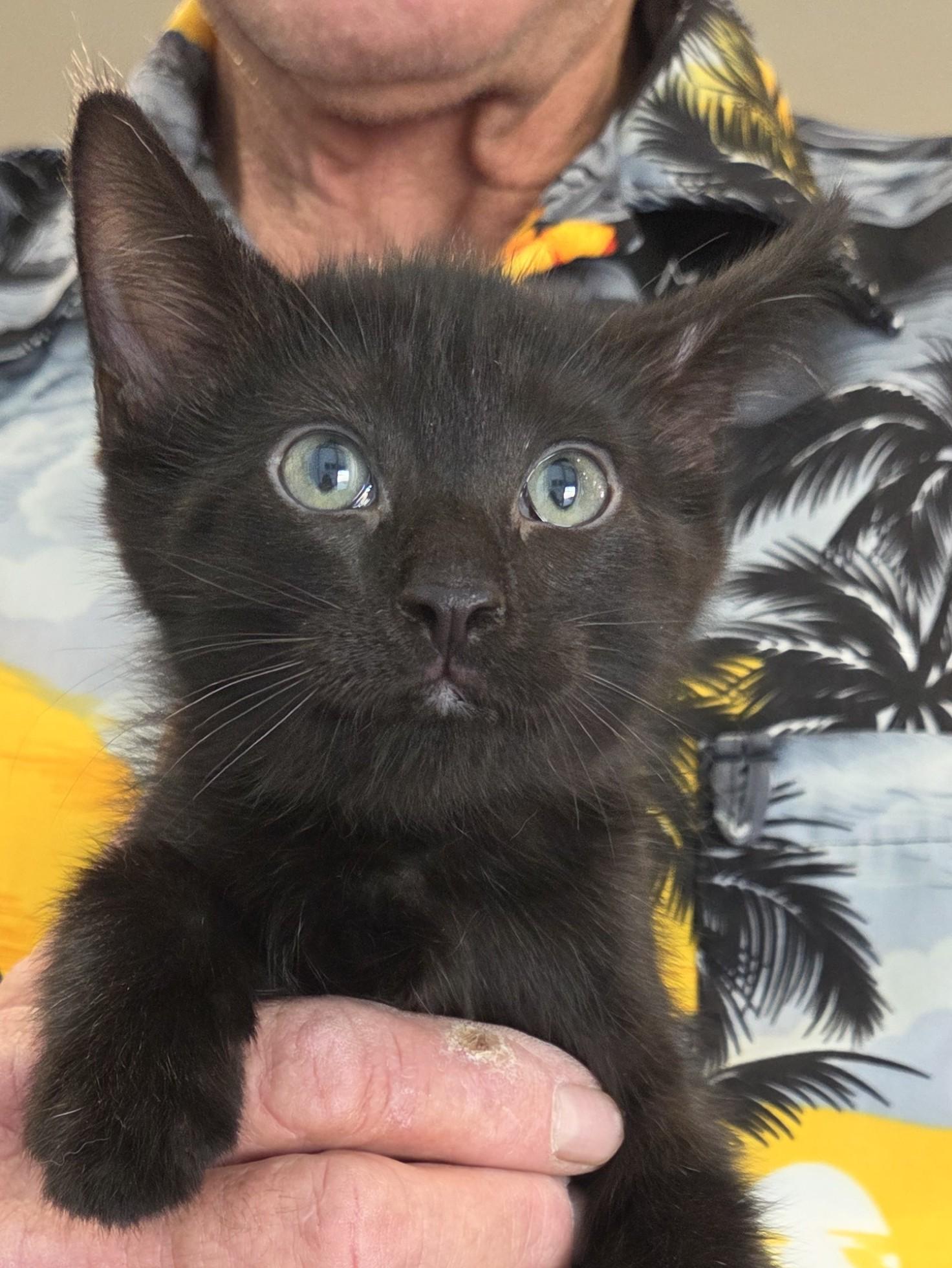 Echo, ADOPTABLE, Young Male Domestic Medium Hair.