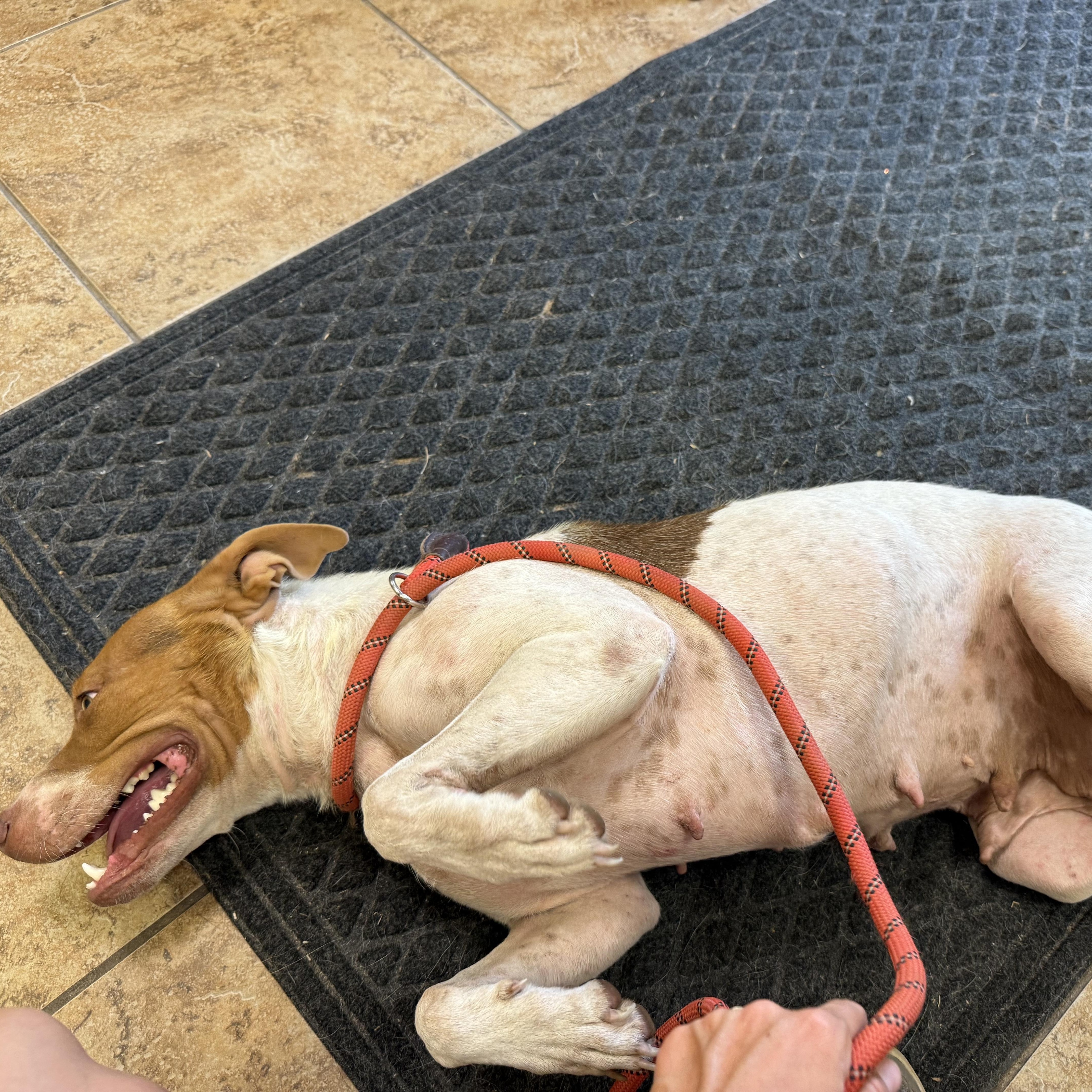 Mama Shugg, a Adoptable mixed breed in Parker, CO image 5/5