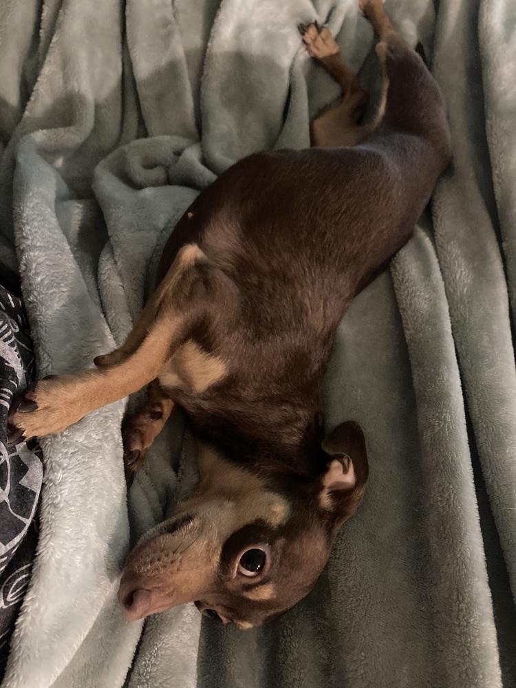 Pixie, Adoptable, Young Female Chihuahua.