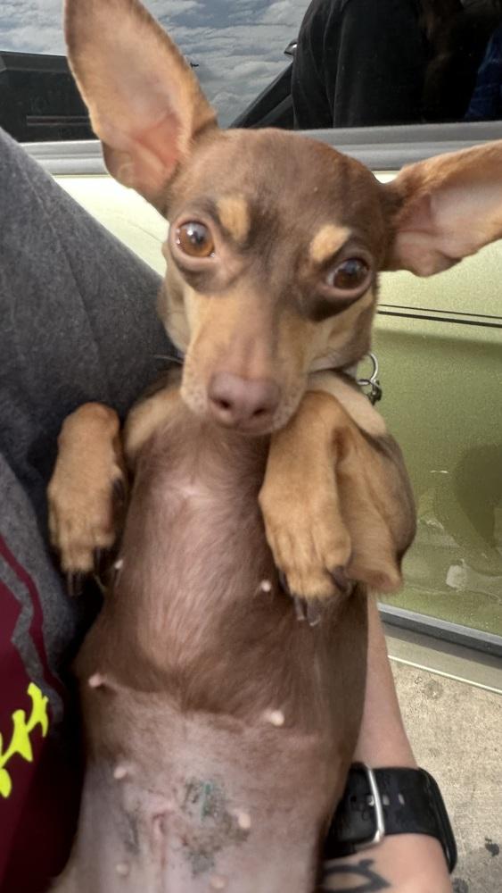 Pixie, a Adoptable Chihuahua in New Bedford, MA image 2/3