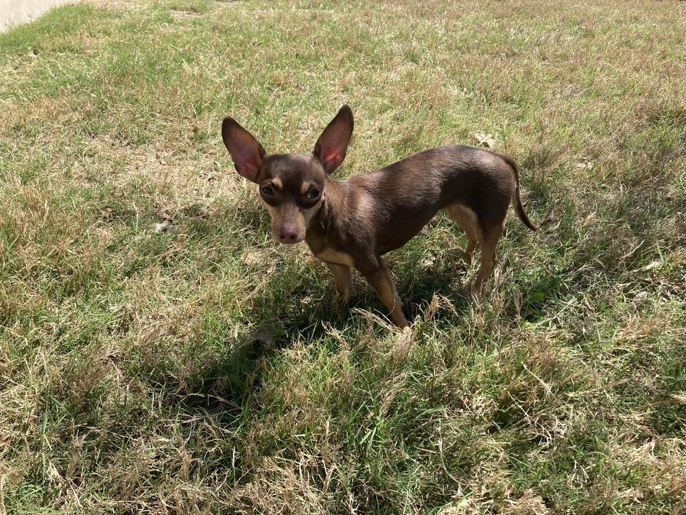 Pixie, a Adoptable Chihuahua in New Bedford, MA image 3/3