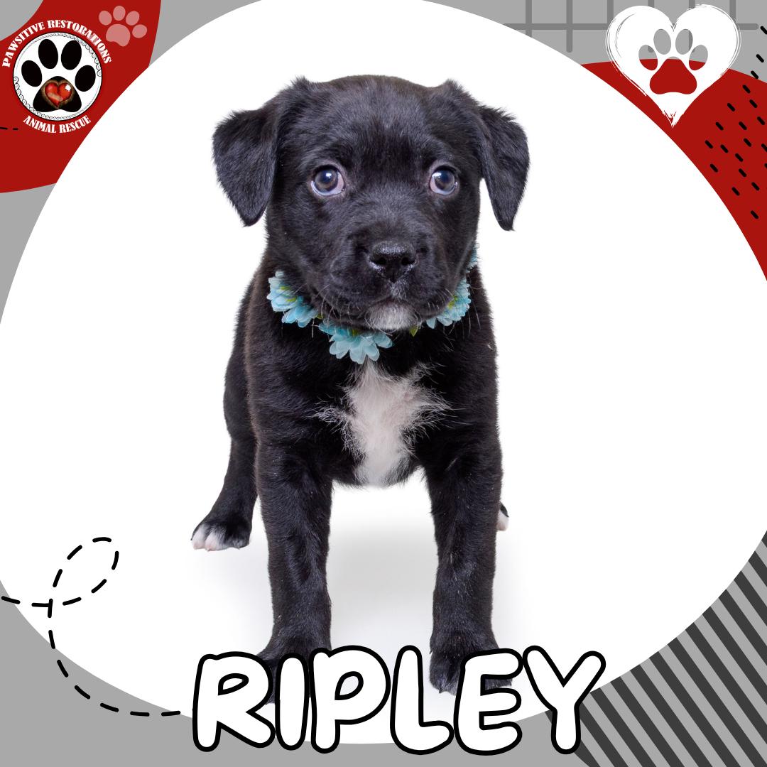 RIPLEY ❤️, ADOPTABLE, Puppy Female Black Labrador Retriever & Catahoula Leopard Dog.