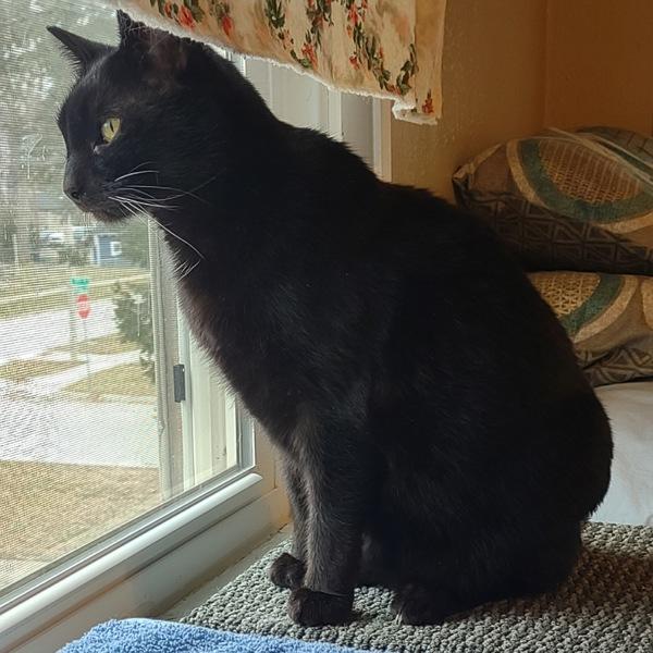 Enlarge Miss Kitty, a Adoptable mixed breed in Des Moines, IA image 1/3