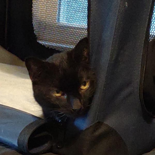 Enlarge Miss Kitty, a Adoptable mixed breed in Des Moines, IA image 2/3