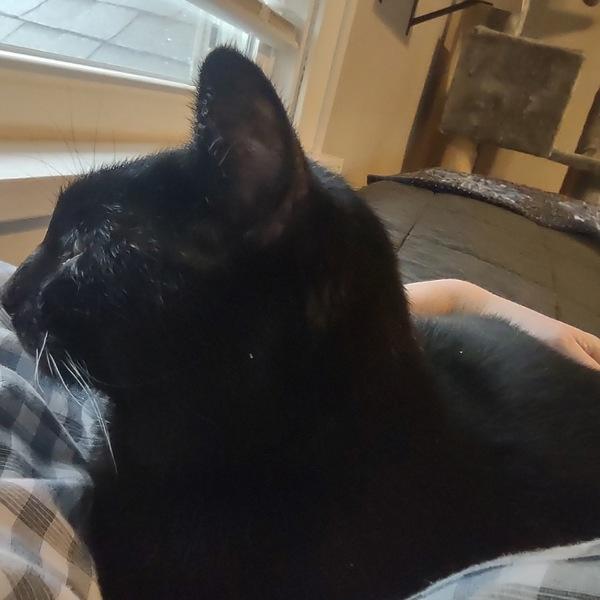 Enlarge Miss Kitty, a Adoptable mixed breed in Des Moines, IA image 3/3