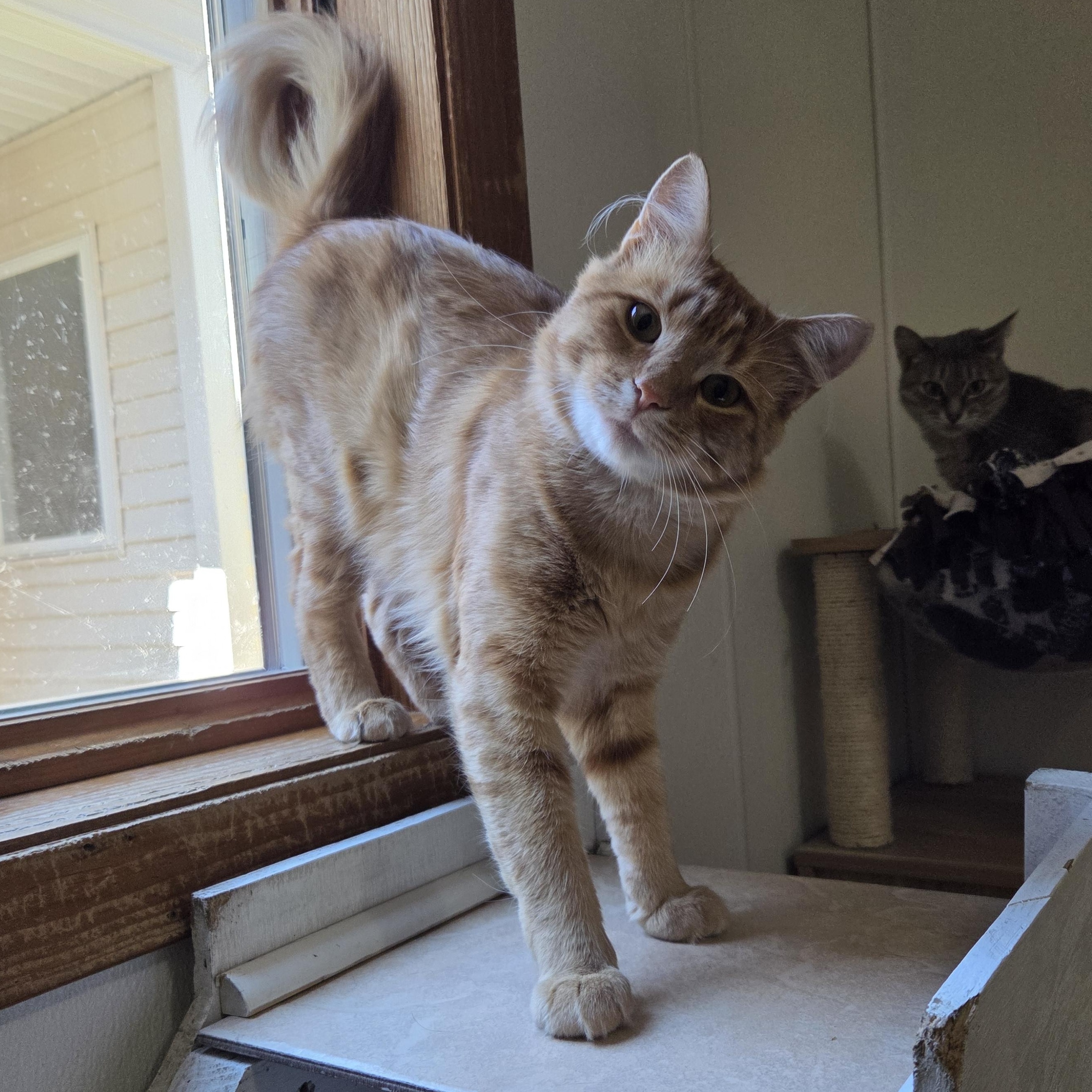 Enlarge Jack, a Adoptable Tabby in Manistique, MI image 2/4