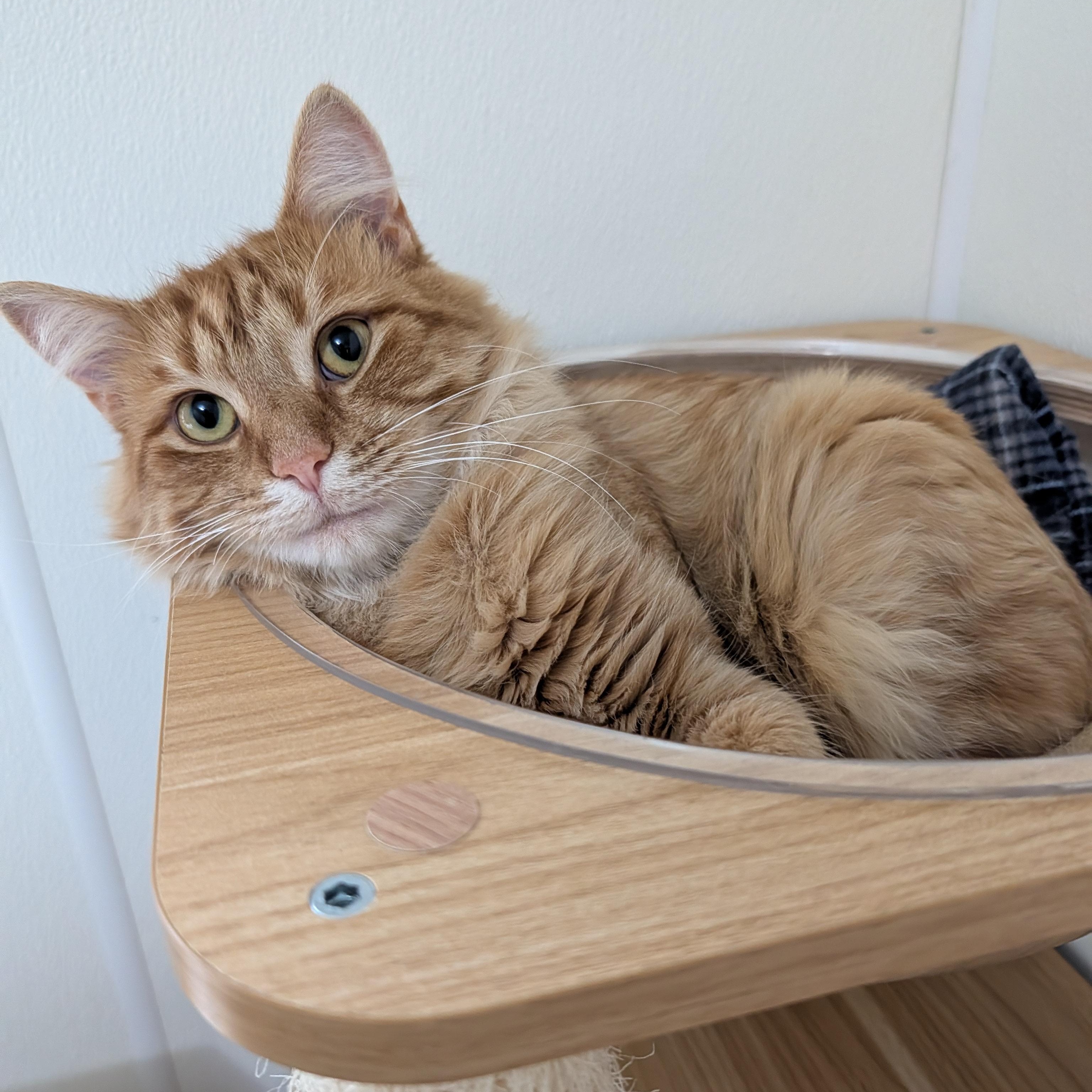 Enlarge Jack, a Adoptable Tabby in Manistique, MI image 3/4