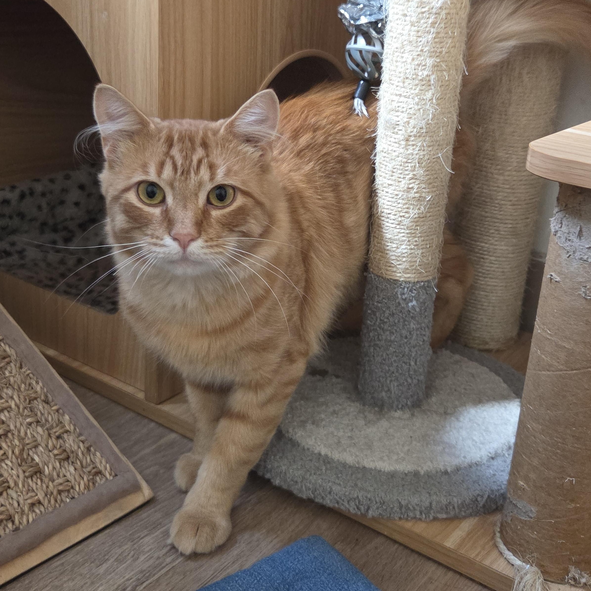 Jack, Adoptable, Young Male Tabby.