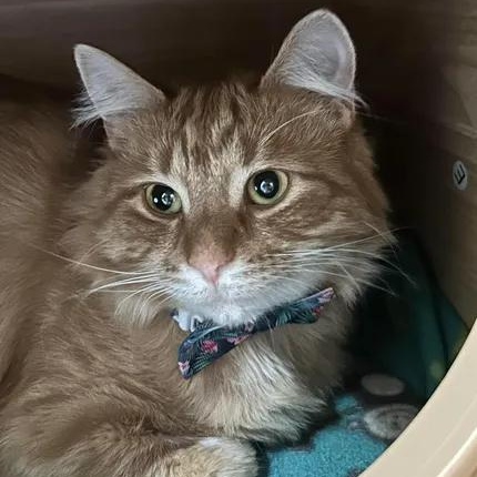 Enlarge Jack, a Adoptable Tabby in Manistique, MI image 4/4